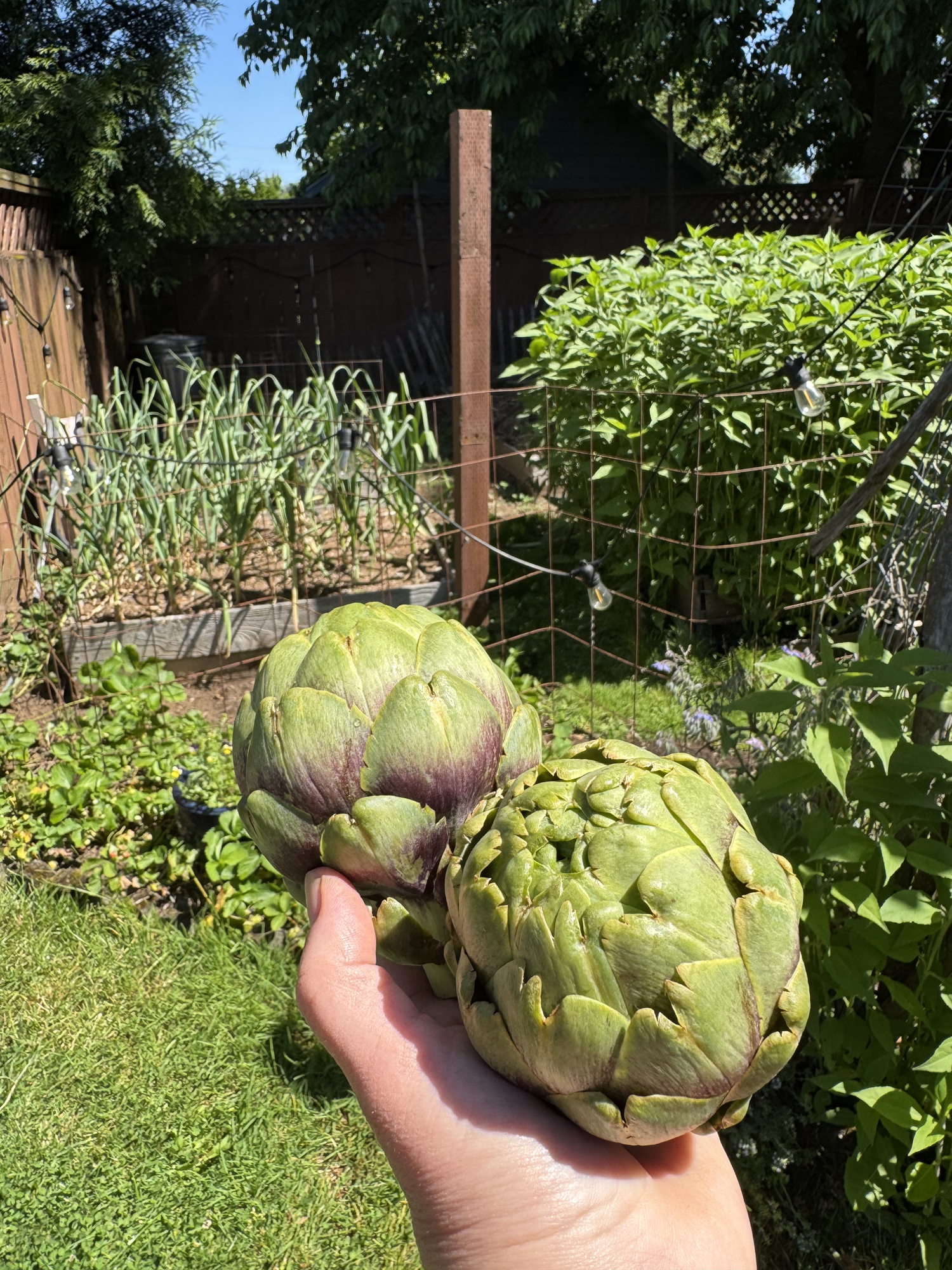 artichokes