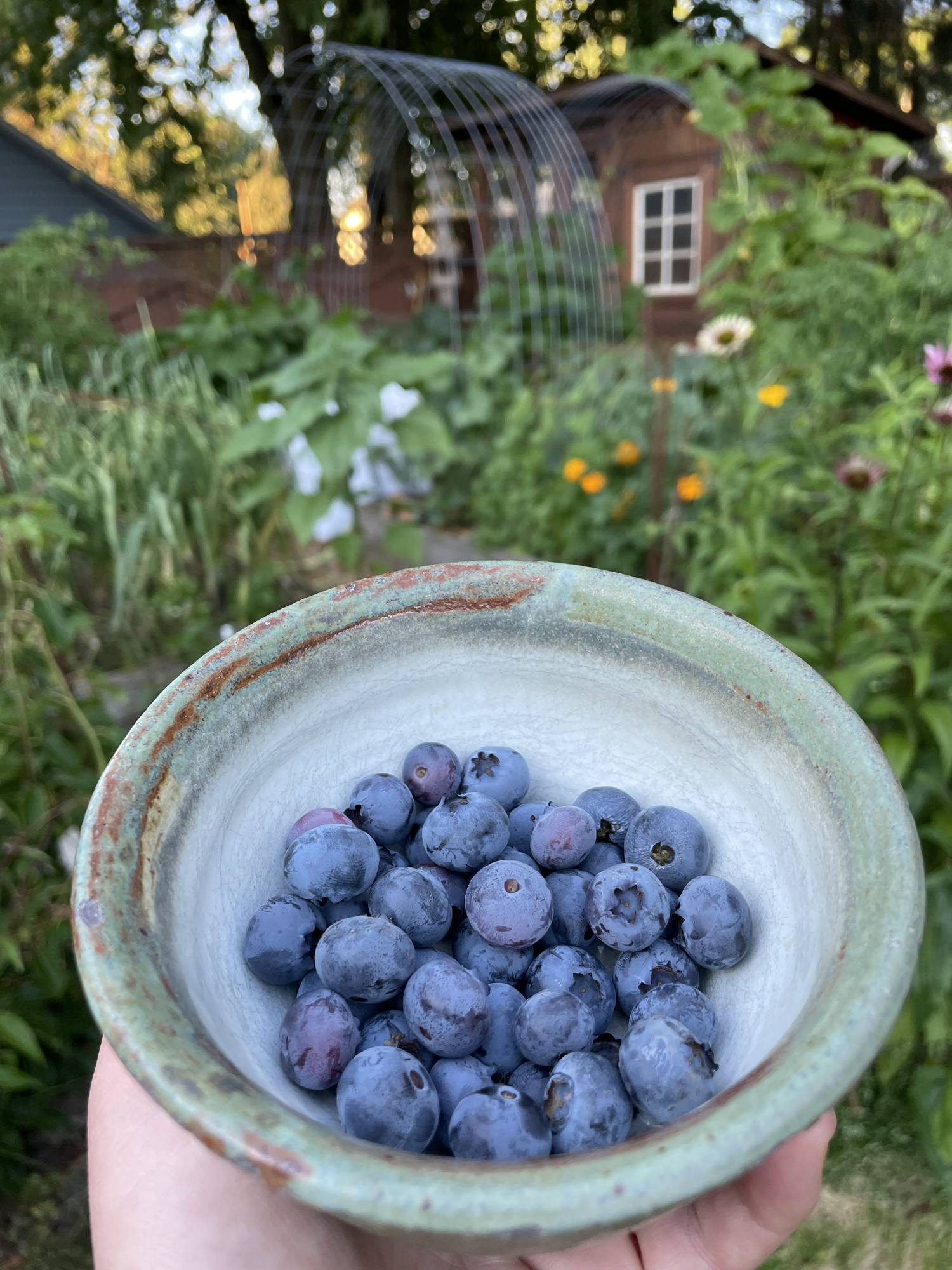 blueberries