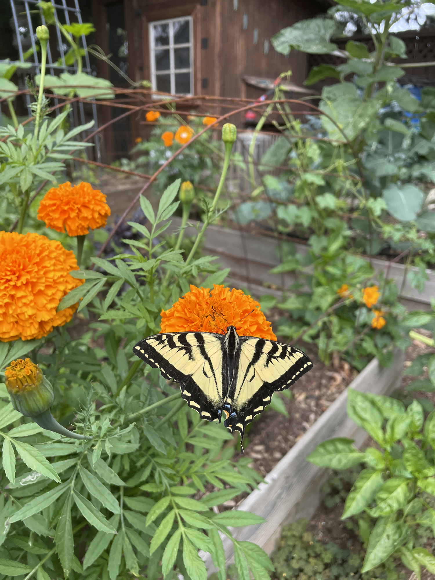 butterfly