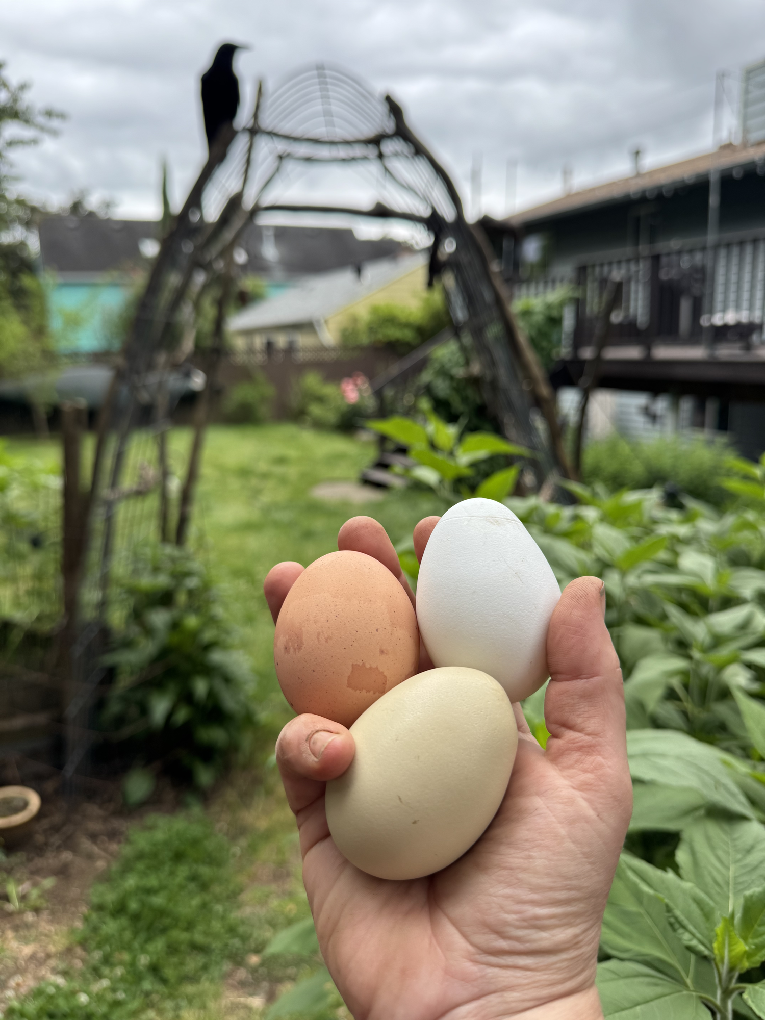 eggs