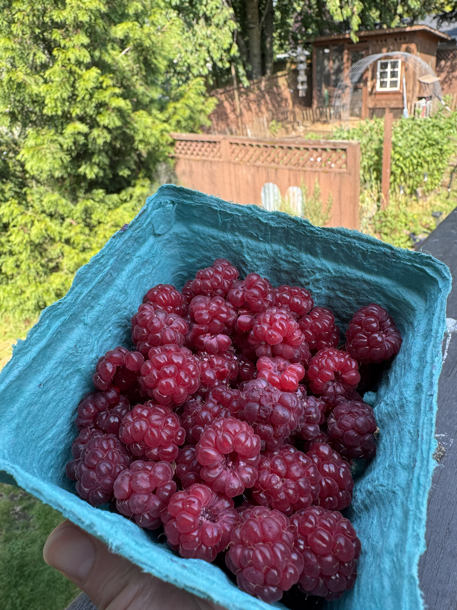 raspberries