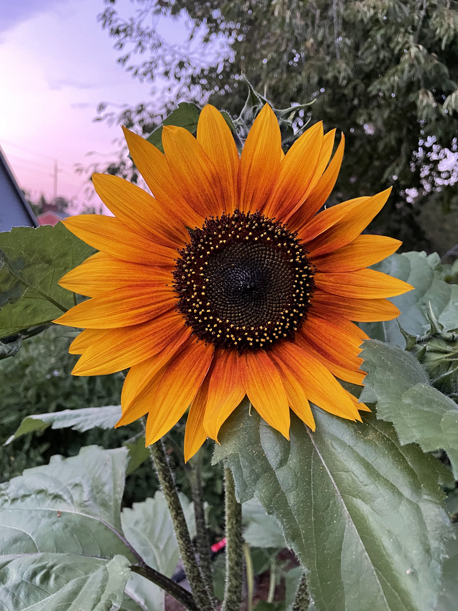 sunflower